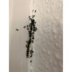 02 173blister 1x1