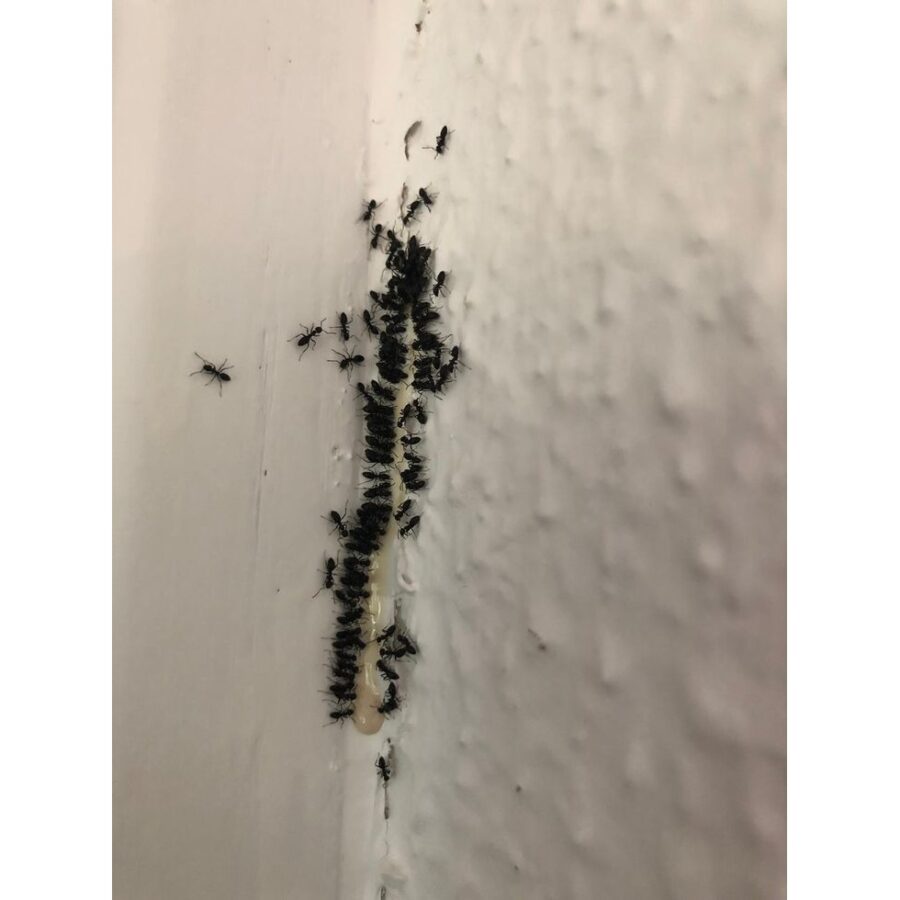 02 173blister 1x1