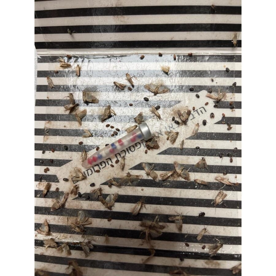 05 139professional 1x1
